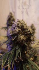 Amnesia FLO+63