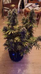 Amnesia FLO+63
