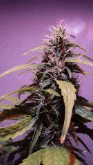 CHRONIC FLO+37