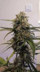 SuperSkunk#1