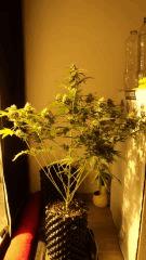 SuperSkunk FLO+56