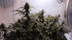 Apex SuperSkunk#1 et #2 FLO+55