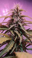 chronic flo+35
