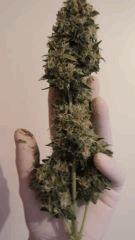 Apex SuperSkunk#1