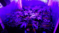 Box CRO LeD