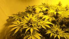 A.M.S palisse de chez greenhouse seeds