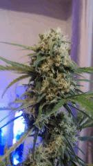 SuperSkunk#1