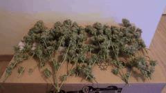 SuperSkunk#2