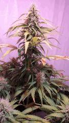 chronic flo+35