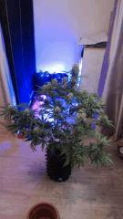 Apex SuperSkunk#1
