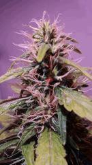 CHRONIC FLO+37