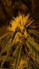 SuperSkunk FLO+37