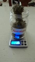 Kalashnicova 21.6g