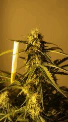 SuperSkunk FLO+56