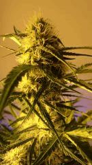 SuperSkunk Flo+45
