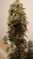 SuperSkunk#1