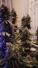 Amnesia FLO+63