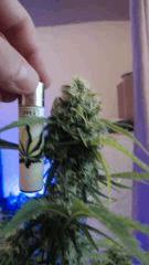 Apex SuperSkunk#1