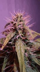 chronic flo+35