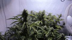 Apex SuperSkunk#1 et #2 FLO+55