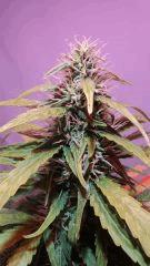 chronic flo+35