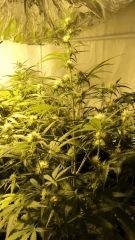 superskunk fol+33
