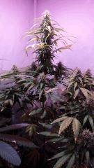 chronic flo+35