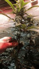 DoubleGum DWC flo+48