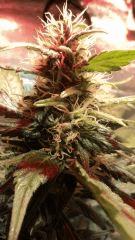DoubleGum DWC flo+48