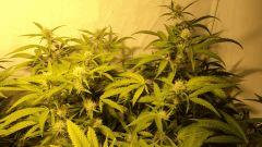 superskunk pallisse flo+33