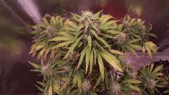 CHRONIC flo+46