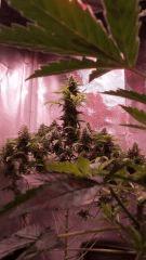 CHRONIC flo+46
