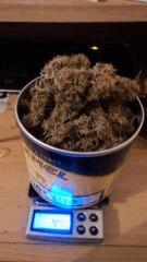 SuperSkunk#2 44Gr
