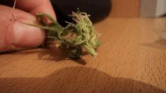 DSC01462.JPG