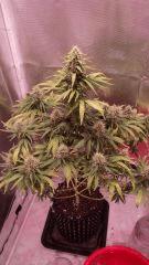 CHRONIC flo+46