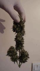 Apex SuperSkunk#1
