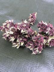 IMG 4899
