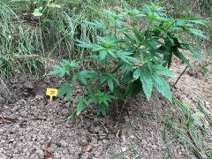 IMG 4977