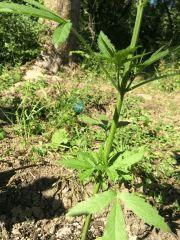 IMG 3658   Copie