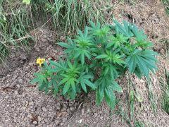 IMG 4976