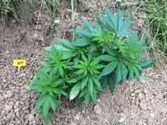 IMG 4979