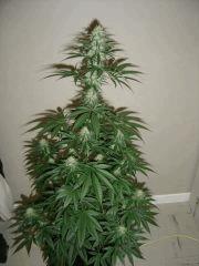 Blueberry Headband n°4 12/12 +34