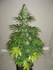 Blueberry Headband n°1 12/12 +38