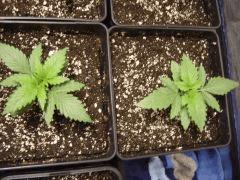 Lemon Diesel C+11