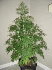 Lemon Diesel n°3 12/12 +25