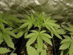 Blueberry Headband C+18