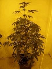 LemonDiesel n°1 12/12 +19