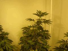 LemonDiesel n°1 12/12 +16