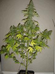 Blueberry Headband n°3  12/12 +54