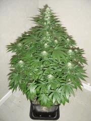 Blueberry Headband n°2 12/12 +25